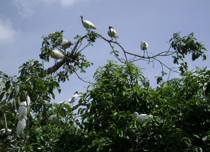 Birds at the sanctuary